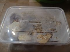 -老王豆皮