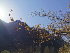 -黑河国家森林公园