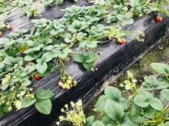 -胜丰草莓采摘园