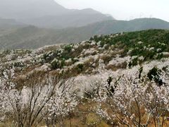 -北京鹫峰国家森林公园