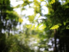 -桤木河湿地公园