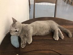 -猫友咖啡店(玉林西路店)