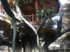 -南宫五洲植物乐园