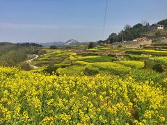 -桑洲油菜花景区