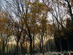 -大兴滨河森林公园