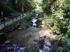 -莫里热带雨林景区