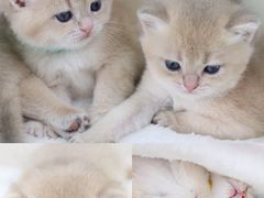 -lincat·猫舍(广州店)
