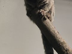 -上海大自然野生昆虫馆(东方明珠·爬宠昆虫探索中心)