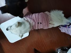 -爱侣宠医·鹦鹉专科·小型哺乳类·异宠专科(灵石路店)