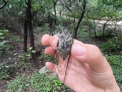 -北京西山国家森林公园