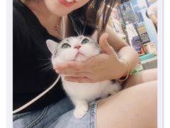 -袖虎宠物·金渐层缅因猫舍(灵芝店)