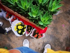 -秦美花卉(天朗·莱茵小城2期店)