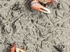 -北海金海湾红树林生态旅游区