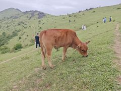 -大姆山草场