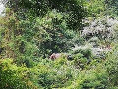 -野象谷景区