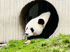 -卧龙中华大熊猫苑神树坪基地