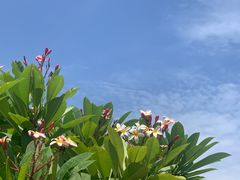 -南普陀素菜馆