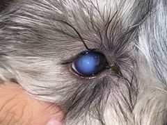 -萌兽医馆·犬猫专科·眼科中心·宠物医院(朝阳门分院)