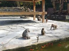 -贵州森林野生动物园