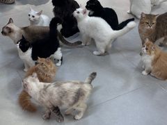 -Heymao猫咖.咖啡厅(东门店)