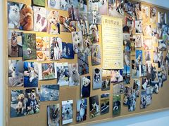 -翊宠yipet猫狗购宠庄园犬舍•猫舍