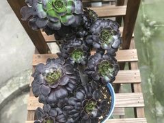 -生宇山珍野生菌汤锅•始于1999(双流古塔店)
