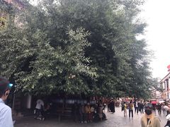 -古树酸奶(八廓南街店)