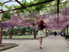 -嘉定紫藤园