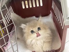 -lincat·猫舍(广州店)