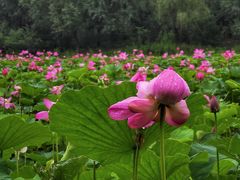 -东郊湿地公园