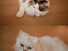 -猫腻·猫咖·撸猫馆(星光大道店)