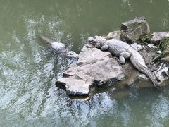 -上海野生动物园