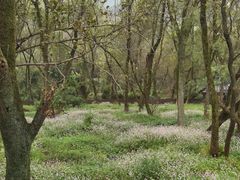 -西湖风景区-江洋畈生态公园