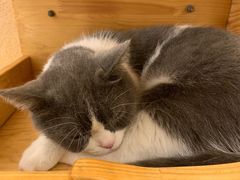 -猫友咖啡店(玉林西路店)