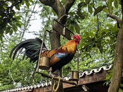 -青城甲(青城山店)