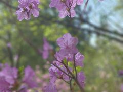 -黑龙江省森林植物园