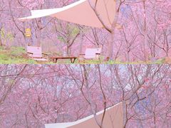 -田野绿世界