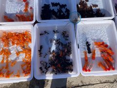 -中环花鸟鱼虫市场