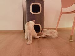 -猫腻·猫咖·撸猫馆(星光大道店)