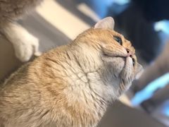 -飞行喵MR PILOT|猫舍·猫咖(静安大融城店)