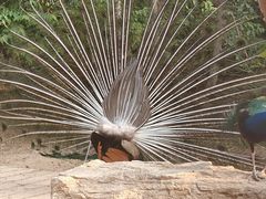 -石家庄市动物园