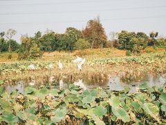 -上海长兴岛郊野公园