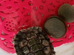-美联众合动物医院·24h转诊中心