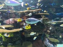 -瑞普利水族馆