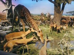 -国家自然博物馆