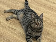 -汪喵宠物医院·骨科心脏影像·犬猫急重症ICU诊疗中心(成华分院)