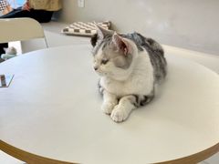 -怪兽屋·羊驼·猫咖·狗咖(俊华广场店)