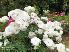 -上海共青森林公园