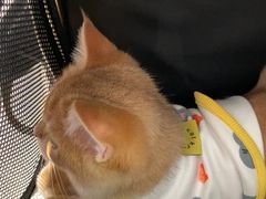 -御宝贝·A梦猫科宠物医院(国际猫友好医院)
