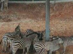 -泉州海丝野生动物世界